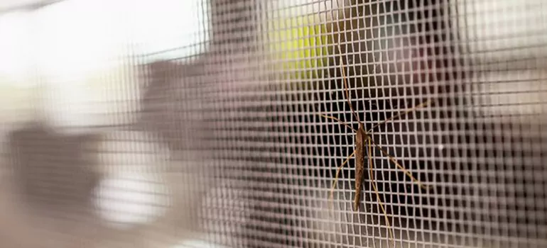 Repair Mosquito Mesh For Windows in Lakeland, FL